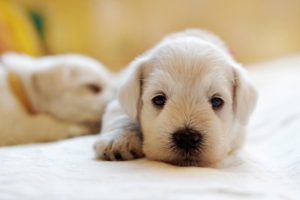 two small white puppies with black noses and eyes on a blanket.