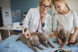 Vet examining three grayish puppies with a girl watching.