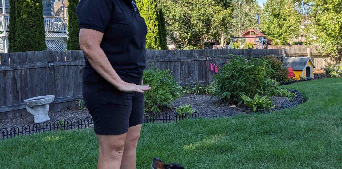 Woman dog trainer in backyard asking Australian Shepherd to stay down in the grass.