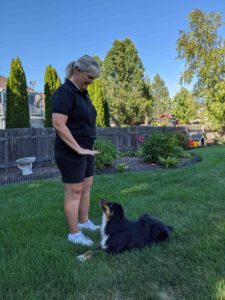 Woman dog trainer in backyard asking Australian Shepherd to stay down in the grass.