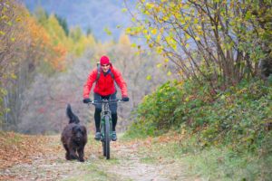 Man on a bicycle with his black dog in the woods among the autumn colors