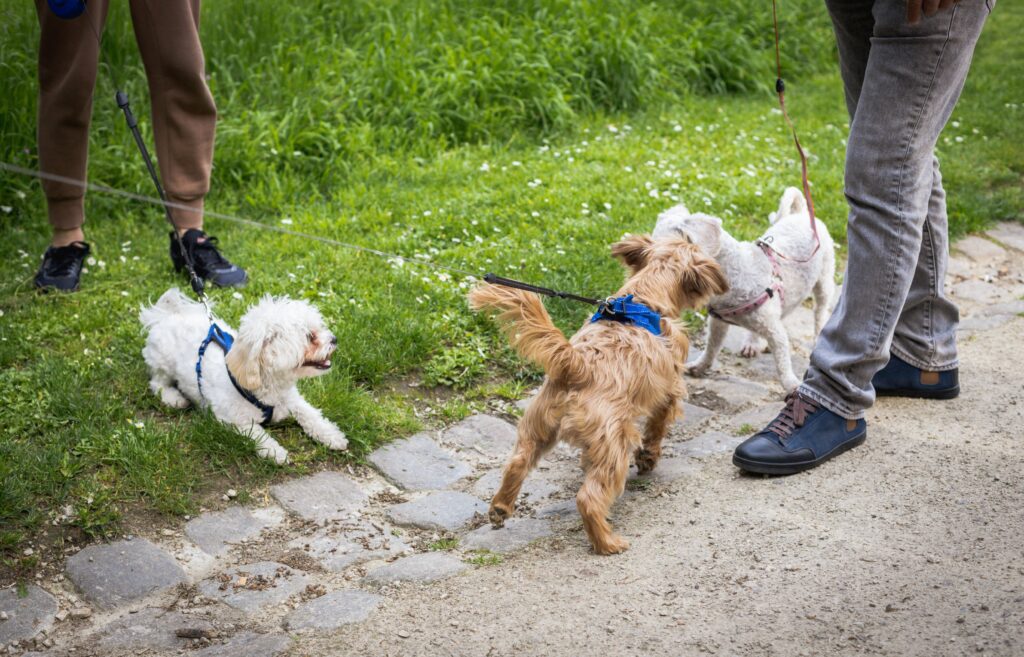 Unwise to let dogs great on leash