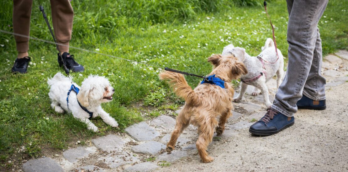 Unwise to let dogs great on leash