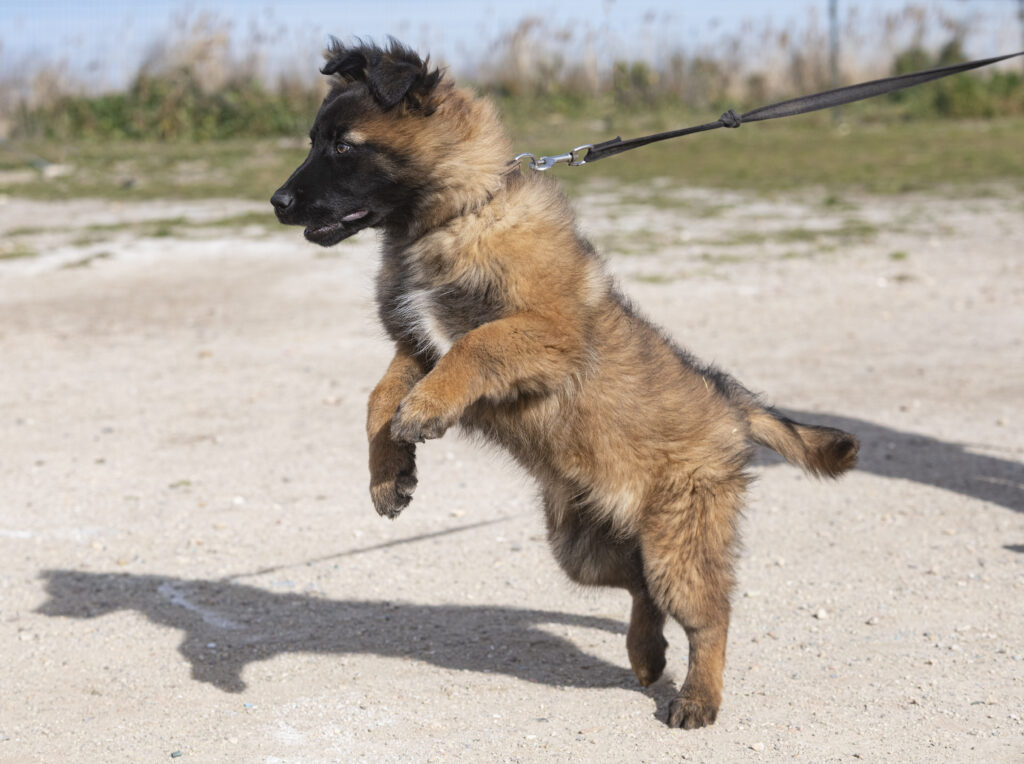 What Is The Big Deal With Leashes?