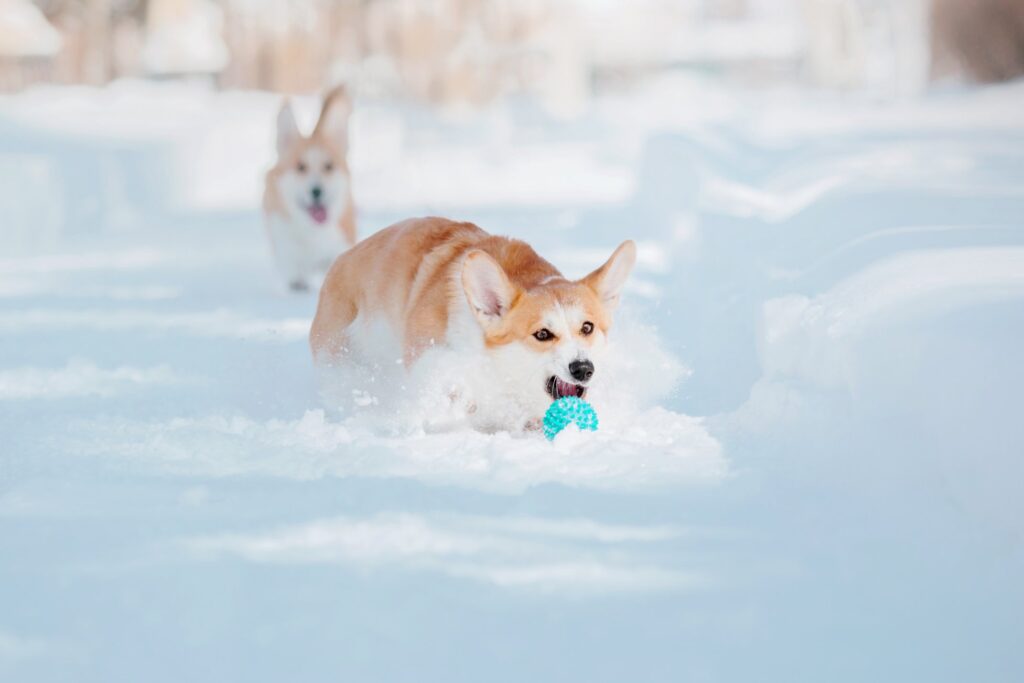 Dogs in Winter