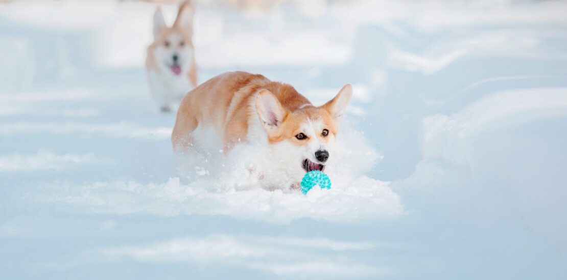 Dogs in Winter