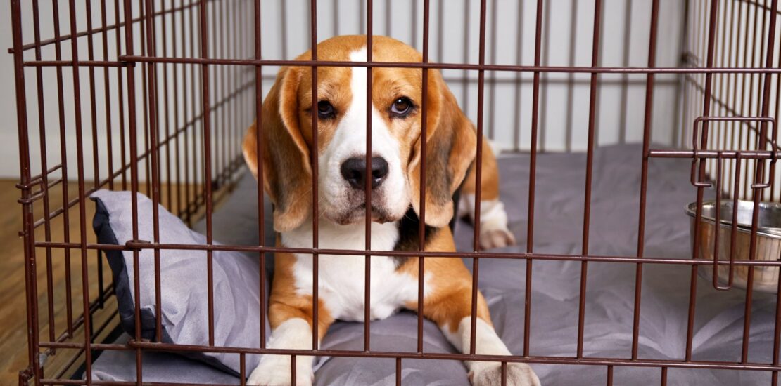 Beagle In Crate