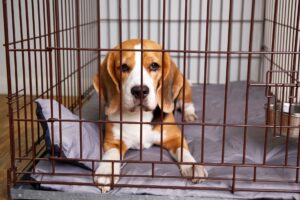 Beagle In Crate