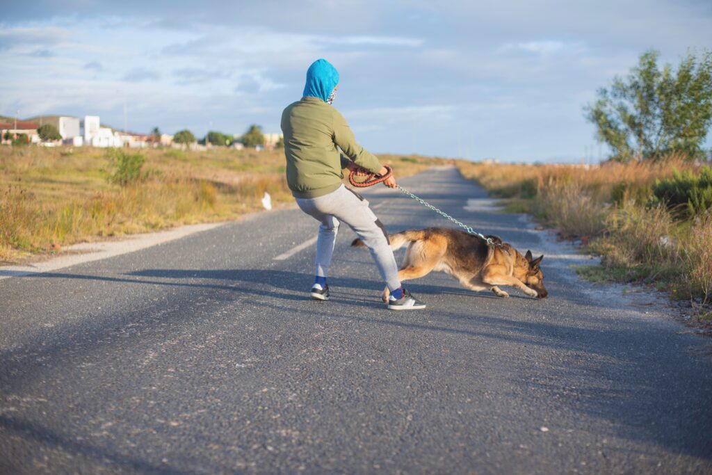 What’s the Point of a Harness If Your Dog Is Still Pulling?