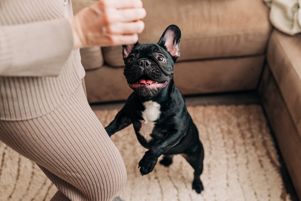 Accidental Training: What Are You Really Teaching Your Dog?